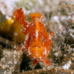 Antennarius pictus (Painted Frogfish)