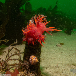 Calliostoma tricolor (Three-Colored Top Shell)