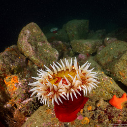 Urticina piscivora (Fish-Eating Urticina)