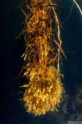 Macrocystis pyrifera (Giant Kelp)