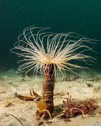 Pachycerianthus fimbriatus (Tube-Dwelling Anemone)