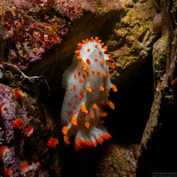 Triopha catalinae (Catalina Triopha)