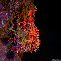 Stylaster californicus (California Hydrocoral)