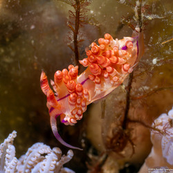 Coryphellina flamma (Flame Coryphellina)