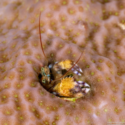 Paguritta morgani (Morgan's Coral Hermit Crab)