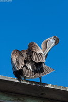 Pelecanus occidentalis (Brown Pelican)