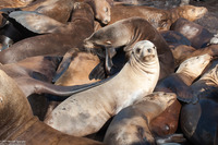 Zalophus californianus (California Sea Lion)