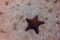 Pentaceraster cumingi (Knobby Star)