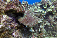 Pinctada margaritifera (Pacific Pearl Oyster)
