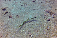 Ariosoma fasciatum (Barred Conger)