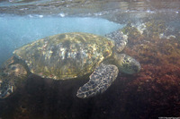 Chelonia mydas (Green Sea Turtle)