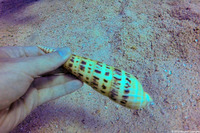 Terebra maculata (Marlinspike Auger)