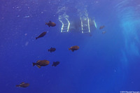 Melichthys niger (Black Triggerfish)