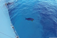 Acanthurus xanthopterus (Yellowfin Surgeonfish)