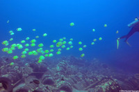 Chaetodon miliaris (Milletseed Butterflyfish)