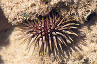 Echinometra mathaei (Rock-Boring Urchin)