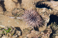 Echinometra mathaei (Rock-Boring Urchin)