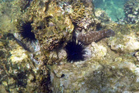 Echinothrix diadema (Blue-Black Urchin)
