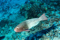 Scarus rubroviolaceus (Redlip Parrotfish)