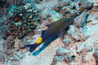 Parupeneus cyclostomus (Goldsaddle Goatfish)