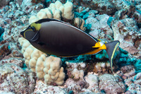 Naso lituratus (Orangespine Unicornfish)