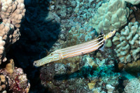 Aulostomus chinensis (Trumpetfish)