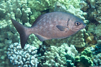 Kyphosus sandwicensis (Gray Chub)