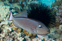 Xanthichthys auromarginatus (Gilded Triggerfish)