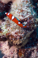 Coris gaimard (Yellowtail Coris)