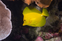 Zebrasoma flavescens (Yellow Tang)