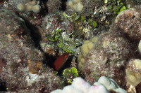 Pseudocheilinus evanidus (Disappearing Wrasse)