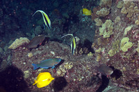 Scarus psittacus (Palenose Parrotfish)