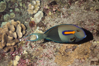 Acanthurus olivaceus (Orangeband Surgeonfish)