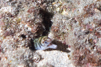 Gymnothorax gracilicauda (Slendertail Moray)