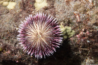 Pseudoboletia indiana (Pebble Collector Urchin)