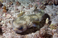Diodon hystrix (Porcupinefish)