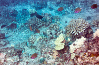 Chromis agilis (Agile Chromis)