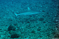 Carcharhinus amblyrhynchos (Gray Reef Shark)