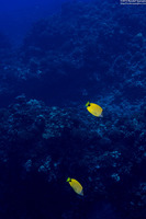 Chaetodon miliaris (Milletseed Butterflyfish)