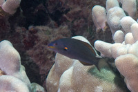 Stethojulis balteata (Belted Wrasse)