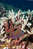 Acanthurus nigrofuscus (Brown Surgeonfish)