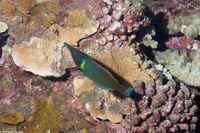 Gomphosus varius (Bird Wrasse)