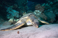 Chelonia mydas (Green Sea Turtle)
