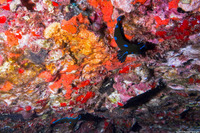 Tambja morosa (Gloomy Nudibranch)