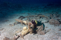 Tripneustes gratilla (Collector Urchin)