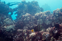 Zebrasoma veliferum (Pacific Sailfin Tang)