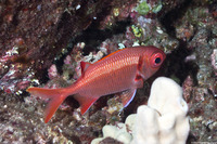 Myripristis berndti (Bigscale Soldierfish)