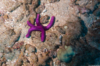 Leiaster leachi (Purple Velvet Star)