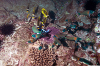 Abudefduf abdominalis (Hawaiian Sergeant)