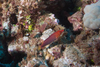 Pseudocheilinus octotaenia (Eightline Wrasse)